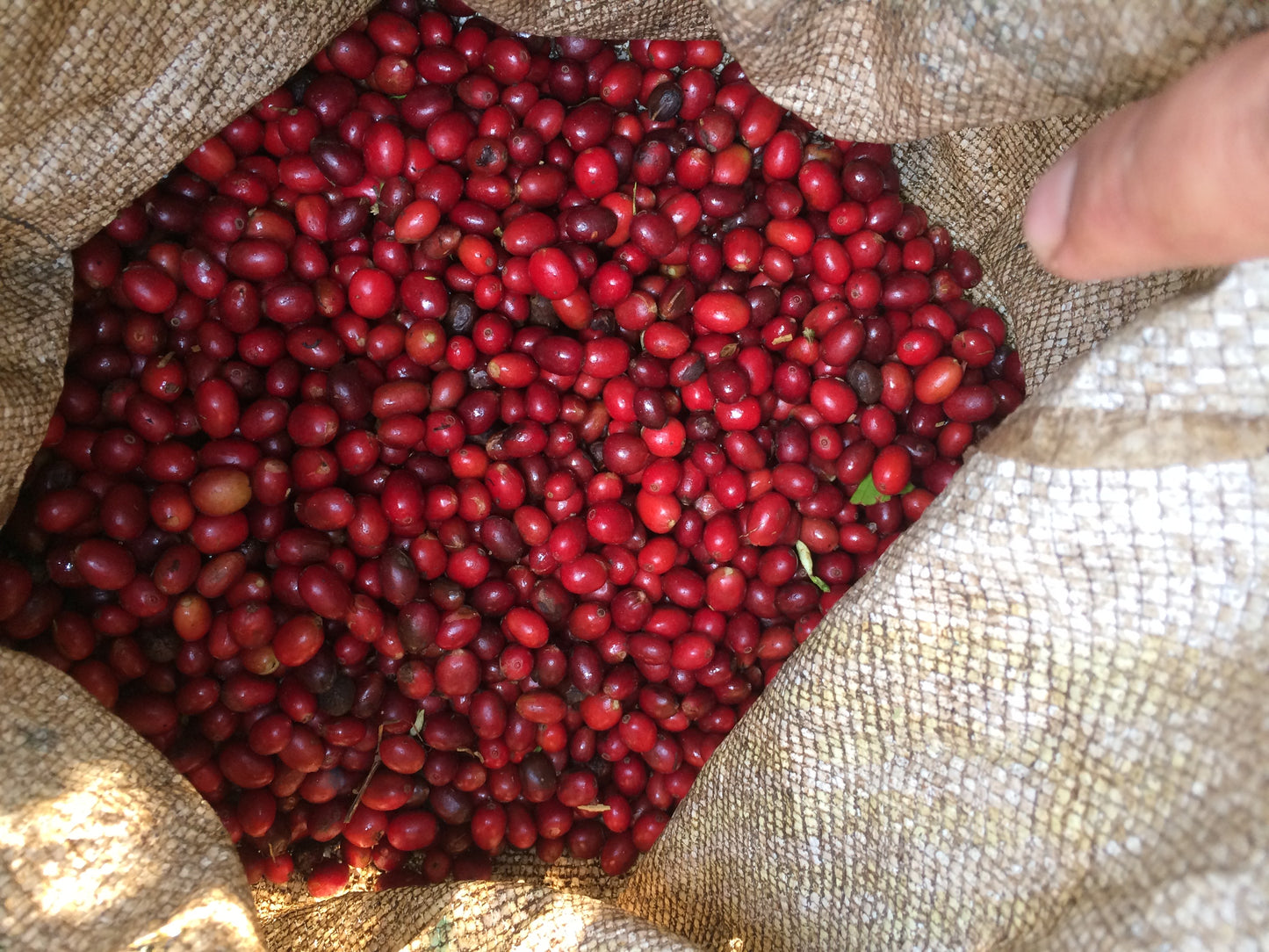 El Dorado Select SCAA 87      Medium Roast Whole Beans 340 g 12 oz