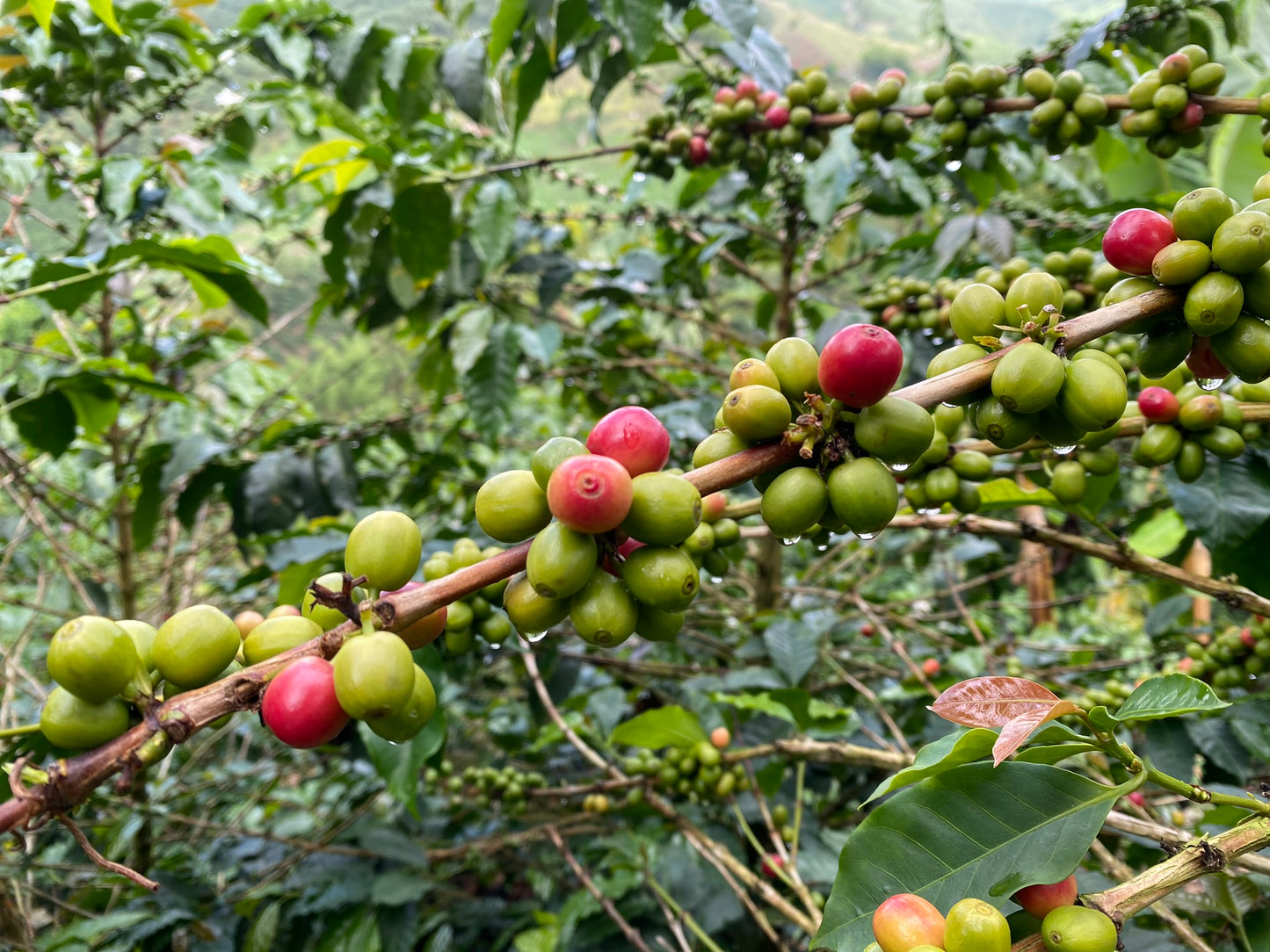 El Dorado Classic SCAA 84    Medium Roast Whole Beans 340 g 12 oz